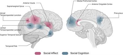 The Social Connectome – Moving Toward Complexity in the Study of Brain Networks and Their Interactions in Social Cognitive and Affective Neuroscience